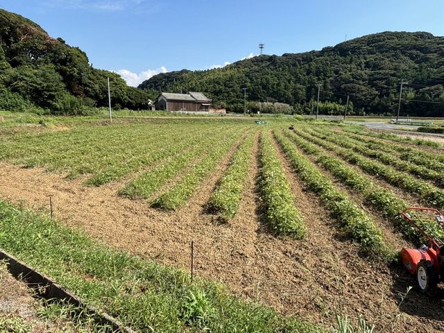 美味しくできました!_いもほり観光農園