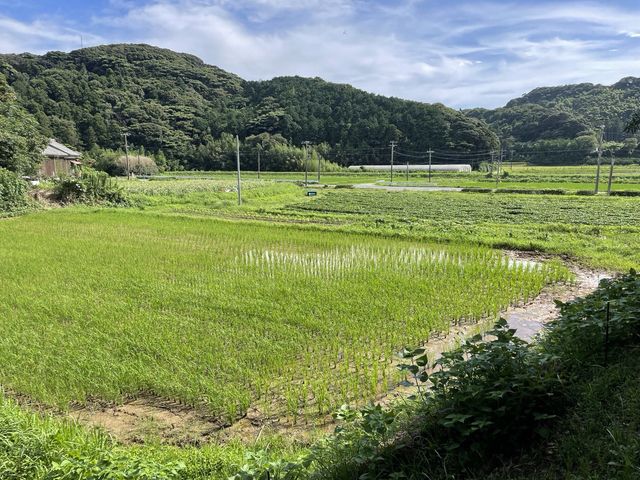 雰囲気最高!_いもほり観光農園