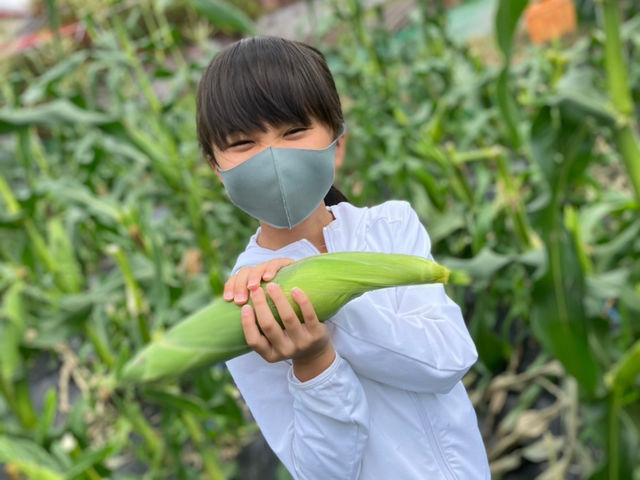 トウモロコシ収穫体験_やなもり農園