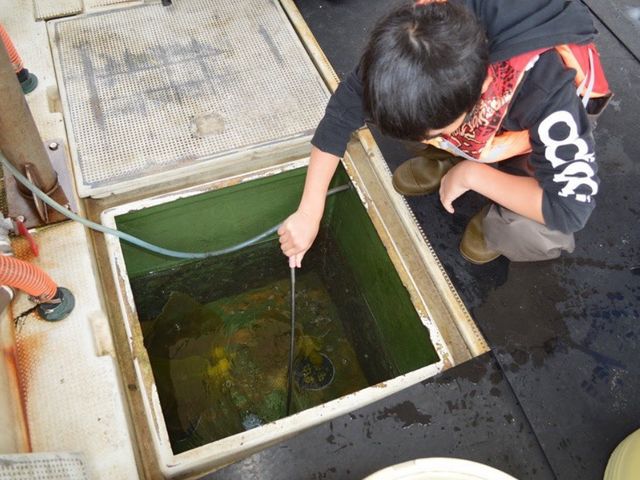 生簀からさっき獲ってきたばかりのタコを網ですくうところから☆動きが速くてなかなか難しいよ〜〜〜!_漁師からの直行便 七福丸