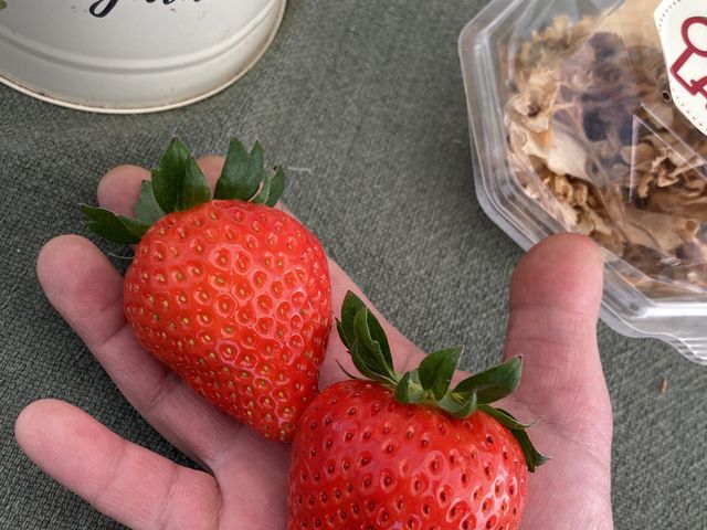 OBLADI strawberry farm