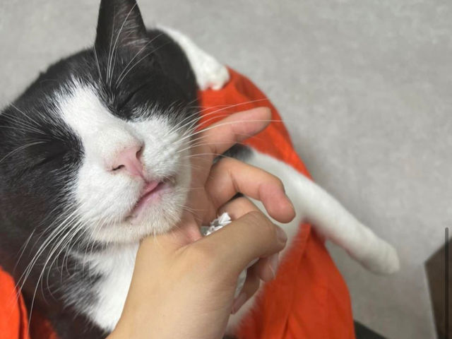 運が良ければ猫さんがお膝に乗ってきてくれることもあります。_猫の惑星にゃーくる