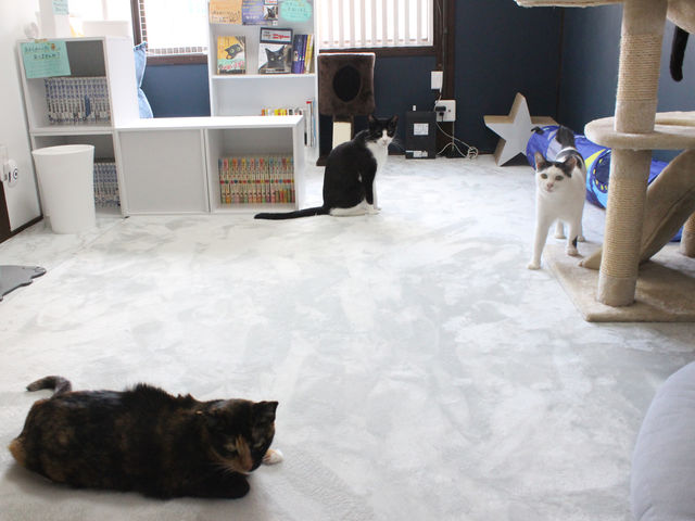 清潔で猫カフェ独特の匂いはありません。_猫の惑星にゃーくる