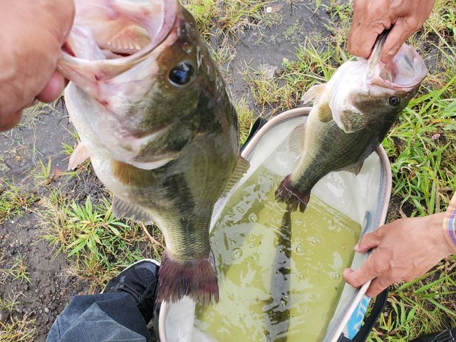 大きくて迫力のあるブラックバス!!_河口湖ガイドサービス