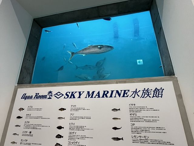 1Fは釣り堀の水槽が水族館のように鑑賞できます_スカイマリン