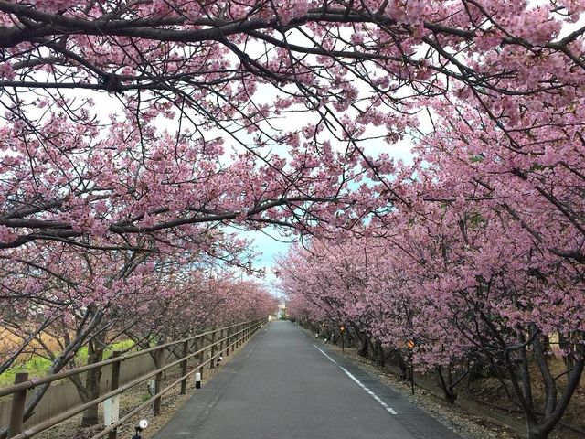 浜岡砂丘キャンプ場(なごみ)