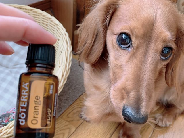 わんちゃんも大好きな
オレンジオイル_Aroma Savon.Melissa