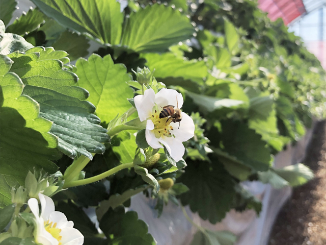 受粉用に西洋ミツバチを放飼しています。_蓑毛ベリー園