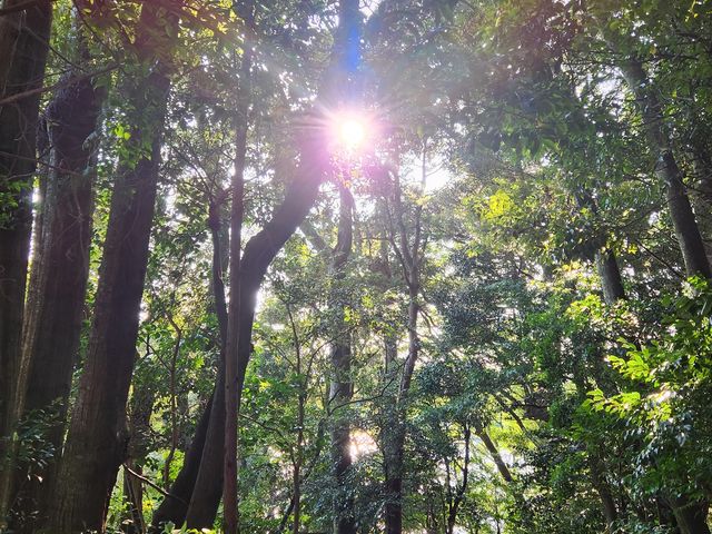 森の木漏れ日で癒やし体験_伊勢ぷちたび