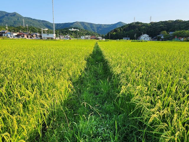 どこか懐かしい風景も伊勢には沢山。田舎のたんぼ道_伊勢ぷちたび