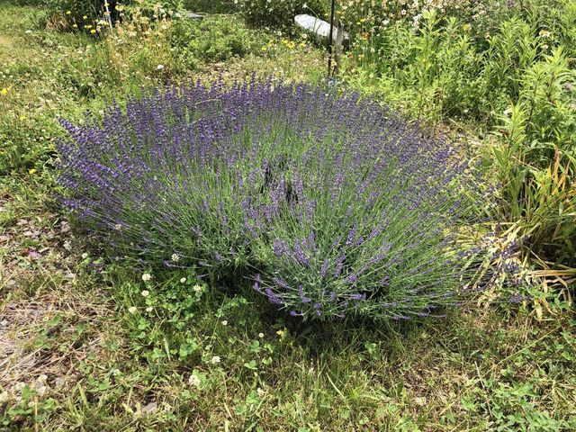 敷地内には草木花や家庭菜園など色とりどりです。_アトリエUuM