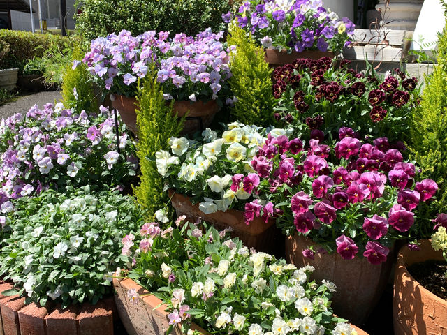 自家栽培のお花を使ってアレンジします_フラワーサロンff