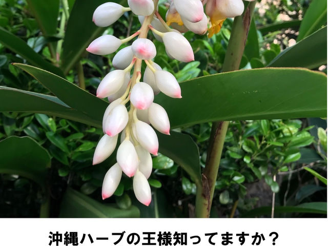 【琉球ドライヘッドスパ&フットケア】zzz…