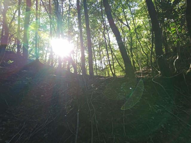 家康一行が見ていたのでは?と思わせる山中に差し込む太陽の光。_甲賀リアル忍者研究所