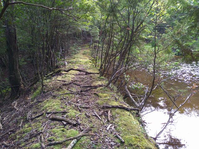 中世から使われている古道は踏み固められた路面に行き場所のない木の根っこが出ています。_甲賀リアル忍者研究所