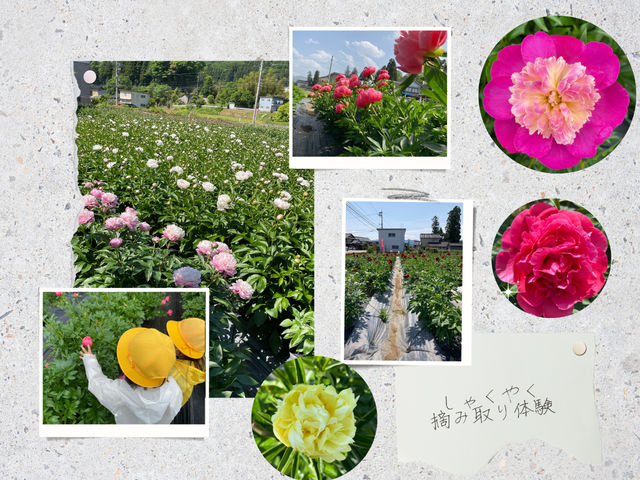 【芍薬摘み取り体験】シャクヤク摘み取り体験は2024年で5年目。_ハローウェルカンパニー