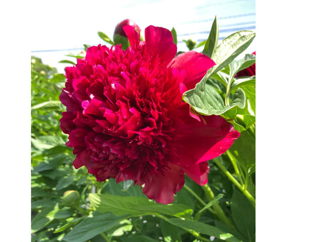 【芍薬摘み取り体験】シャクヤク レッドチャーム。ボリュームがあるお花です。とてもよい香りがします。畑はうっとりするようなシャクヤクの香りに包まれています。_ハローウェルカンパニー