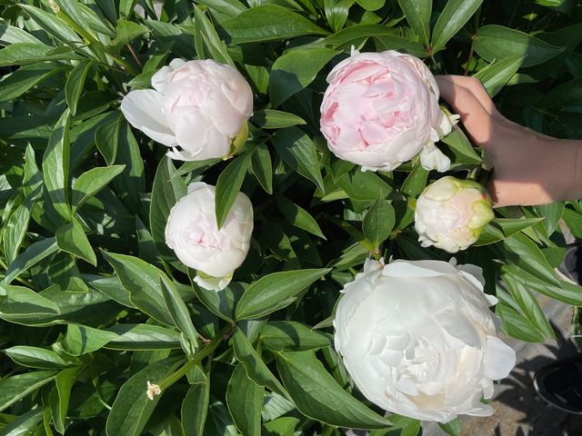 【芍薬摘み取り体験】5月中旬から下旬にかけて積み頃を迎えるシャクヤク「白妙(しろたえ)」_ハローウェルカンパニー