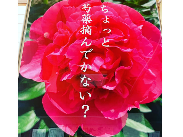 【芍薬摘み取り体験】ちょっとシャクヤク摘んでかない?_ハローウェルカンパニー