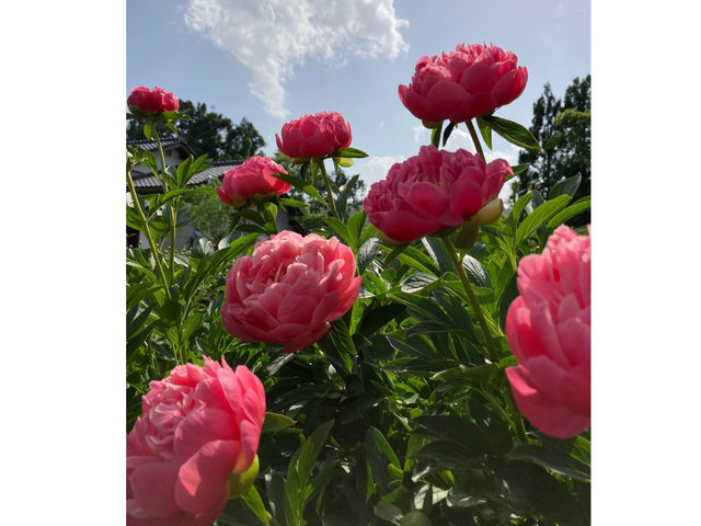 【芍薬摘み取り体験】シャクヤク ピンクハワイアンコーラル。5月上旬が摘み取り時期です。_ハローウェルカンパニー
