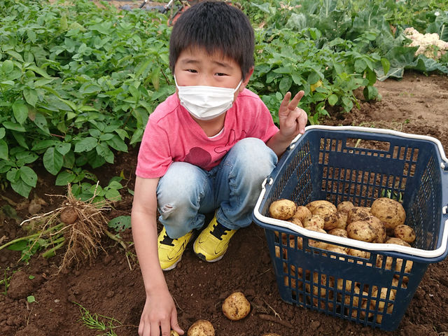 じゃがいも収穫_きみちゃん農園