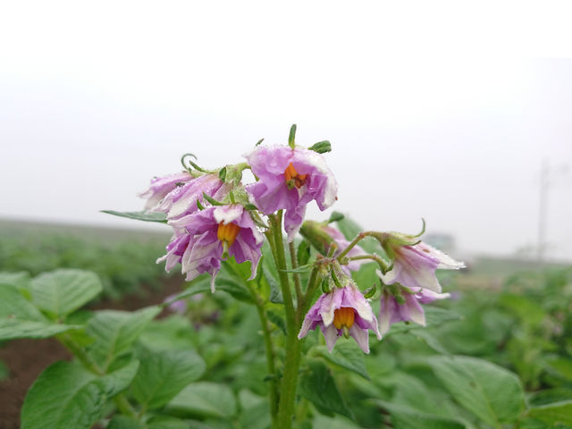 じゃがいもの花_きみちゃん農園