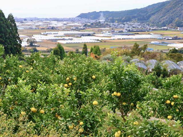 果樹園からの風景は心が穏やかになるおすすめの場所です。_大北果樹園