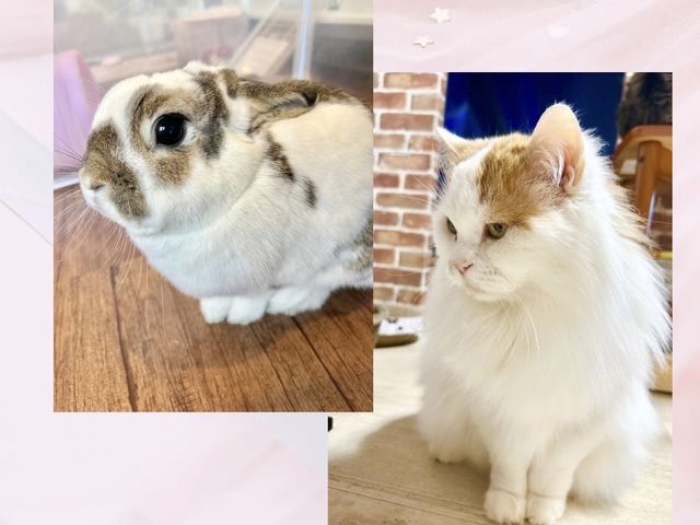 猫とうさぎと触れ合えるカフェ_猫とうさぎのカフェ クリームシャンティ
