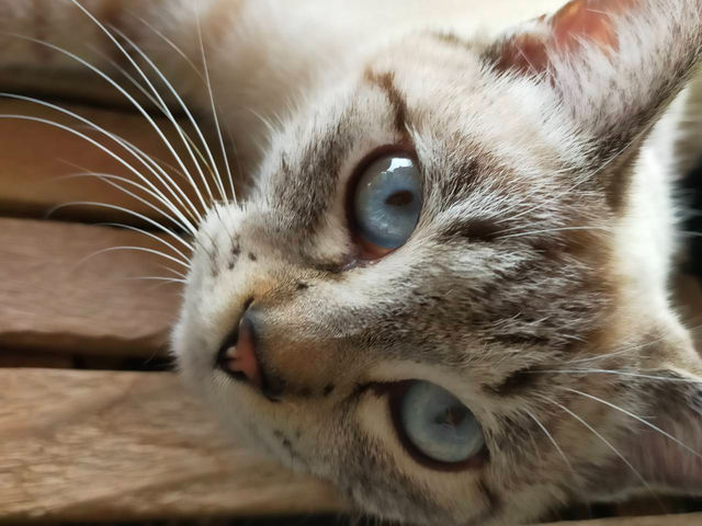 動物達も待ってます_あかり農園