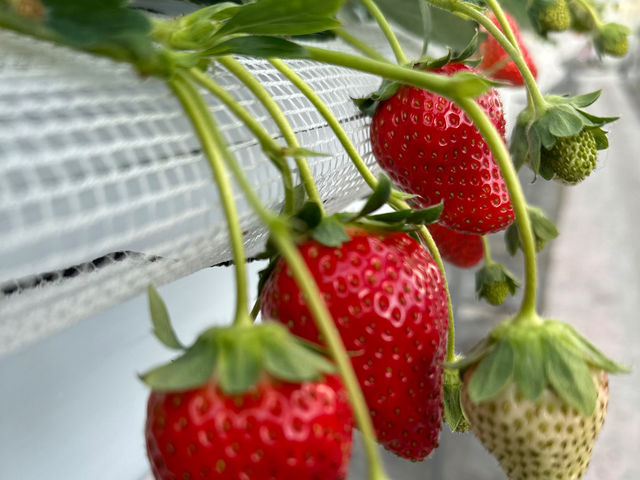 美味しく育っています_THE RED mountain berry farm