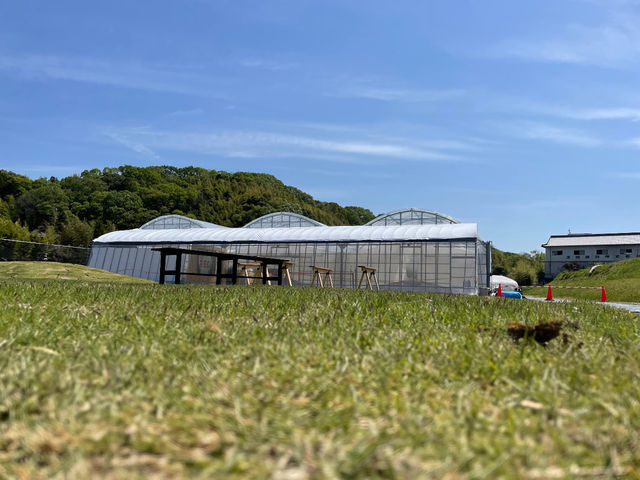 晴れた日は摘み取ったイチゴを芝生スペースでゆっくり楽しみます_THE RED mountain berry farm
