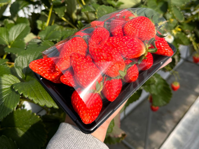 たっぷりの摘み取り体験_THE RED mountain berry farm