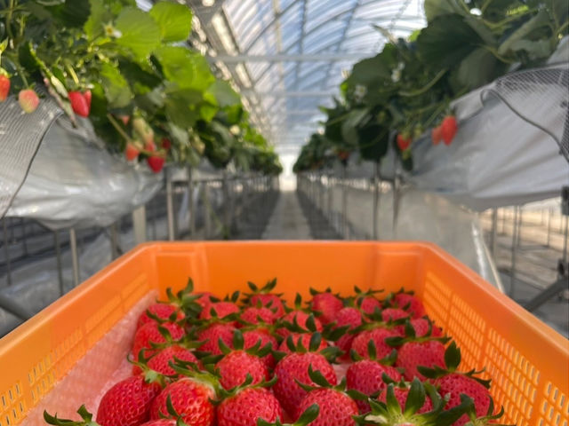 美味しく育ってくれてます_THE RED mountain berry farm