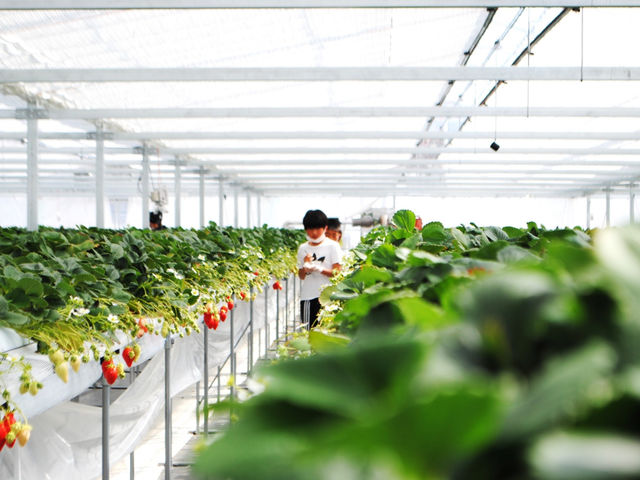 広々したハウス内_THE RED mountain berry farm