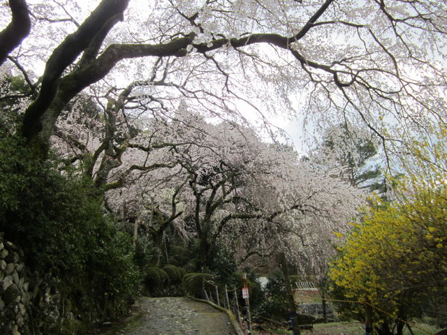 苑内の枝垂桜並木道_内山緑地建設株式会社