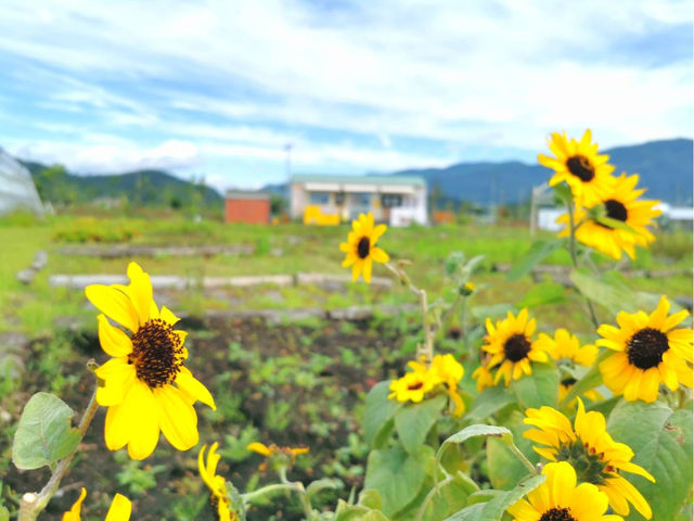 季節によって野菜だけでなく沢山の花も咲きます_ワタミオーガニックランド