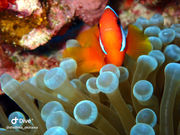 シェルシーの写真3