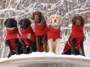 I(あい)犬の森 DOG ADVENTURE CENTERの写真2