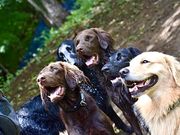I(あい)犬の森 DOG ADVENTURE CENTERの写真3