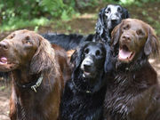 I(あい)犬の森 DOG ADVENTURE CENTERの写真4