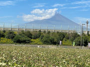 One tenth Fuji 377.6の写真3
