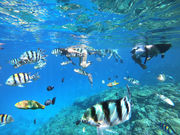 MAVERICK|DIVING&MARINE SPORTSの写真2