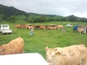 体験民宿なかむら牧場の写真2