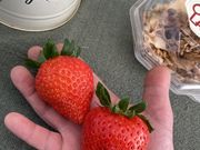 OBLADI strawberry farmの写真2