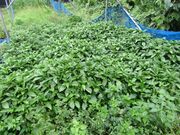 琉球藍染ちょく工房の写真4