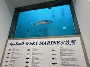 スカイマリンの写真2