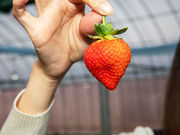 berry's farm SAKURAの写真2