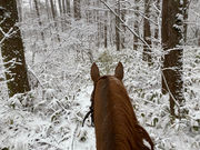 Riding club Ciel bleu Yatsugatakeの写真4