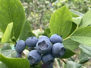 上高地ブルーベリー園の写真2