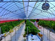 8farmの写真2